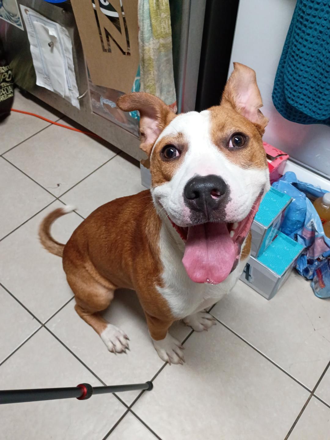 Enlarge Blue OS 1025, a Adoptable mixed breed in West Bloomfield, MI image 6/6