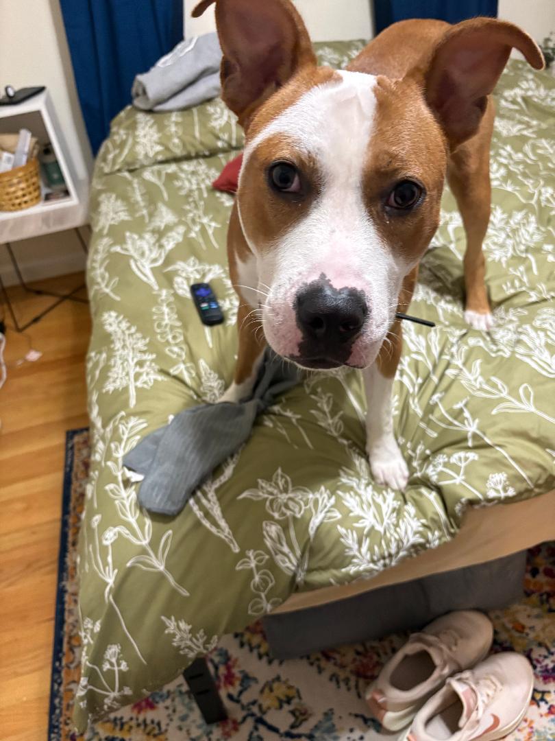 Enlarge Blue OS 1025, a Adoptable mixed breed in West Bloomfield, MI image 2/6