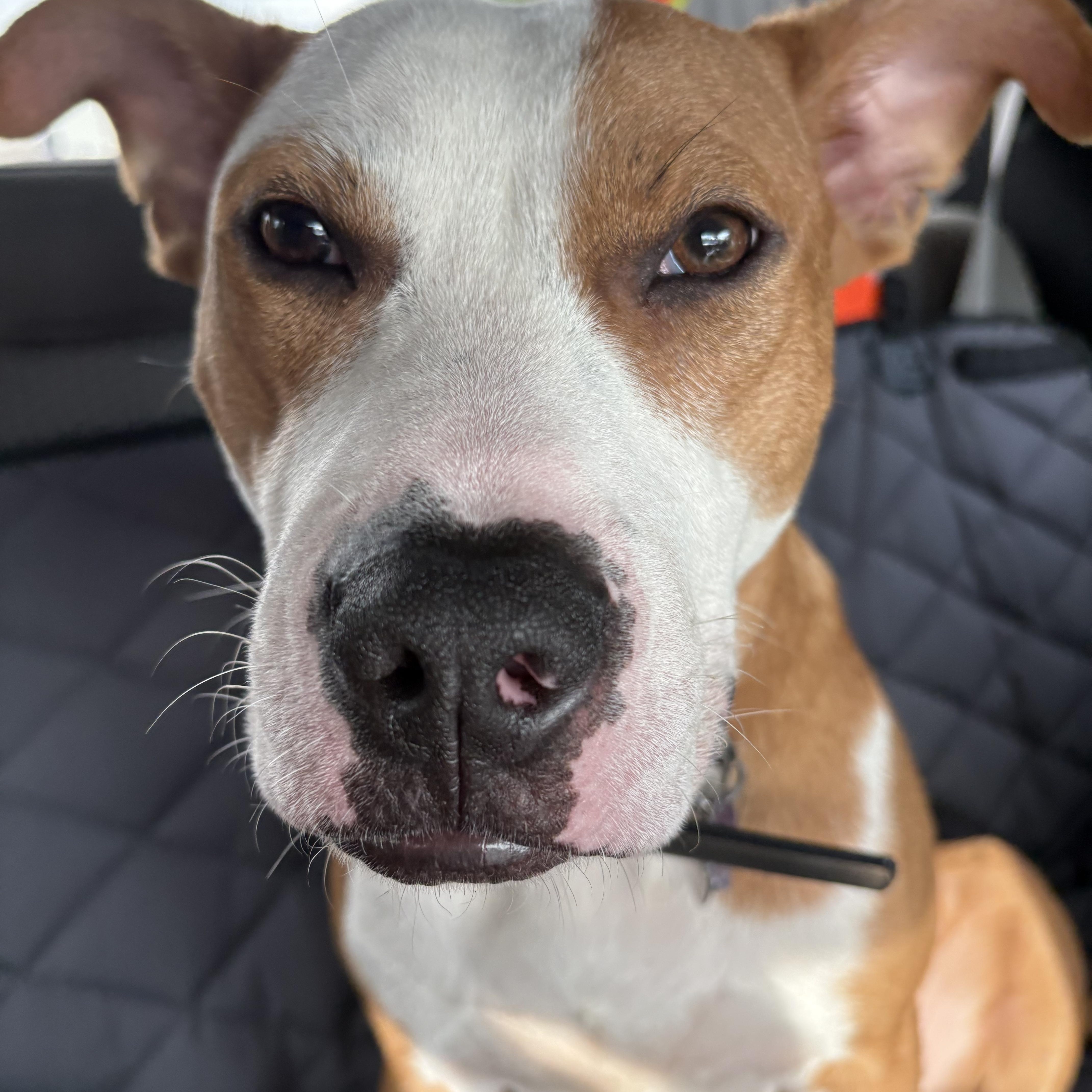 Enlarge Blue OS 1025, a Adoptable mixed breed in West Bloomfield, MI image 3/6