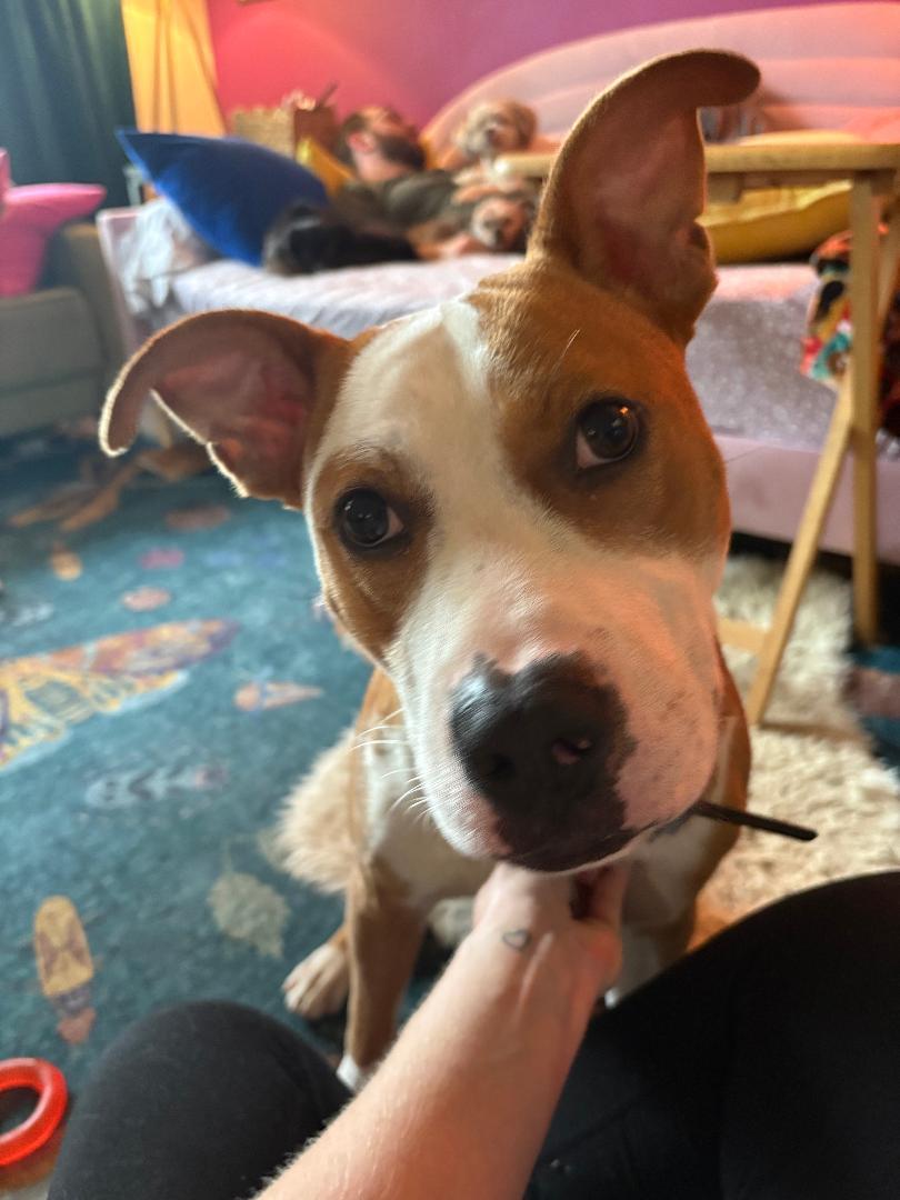 Enlarge Blue OS 1025, a Adoptable mixed breed in West Bloomfield, MI image 1/6
