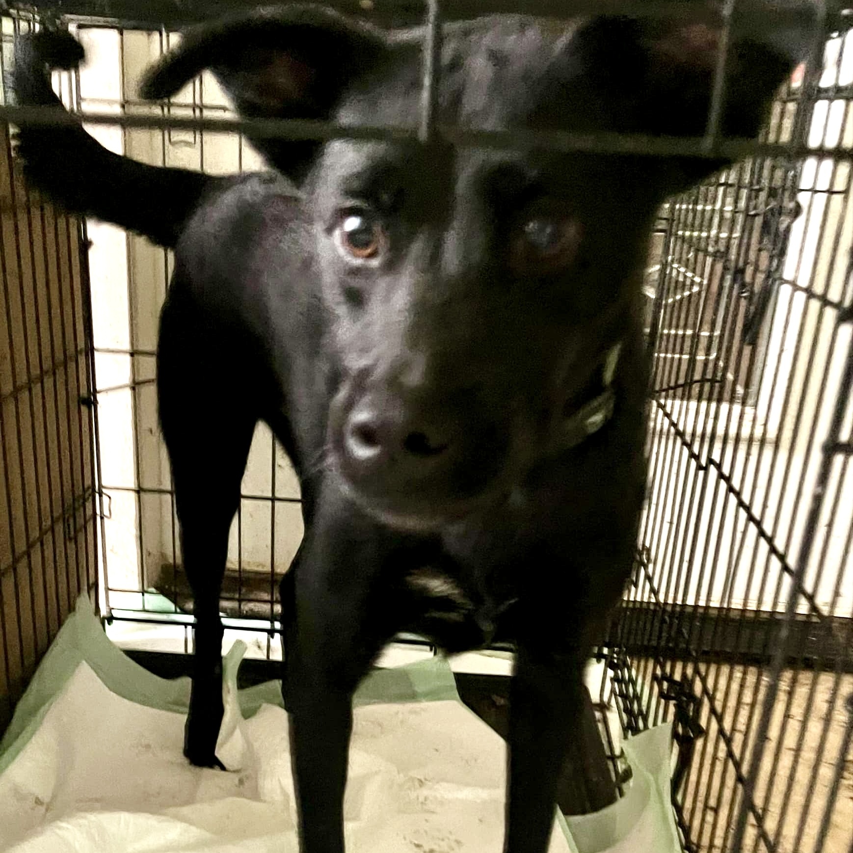 Gus, Adoptable, Young Male Labrador Retriever.