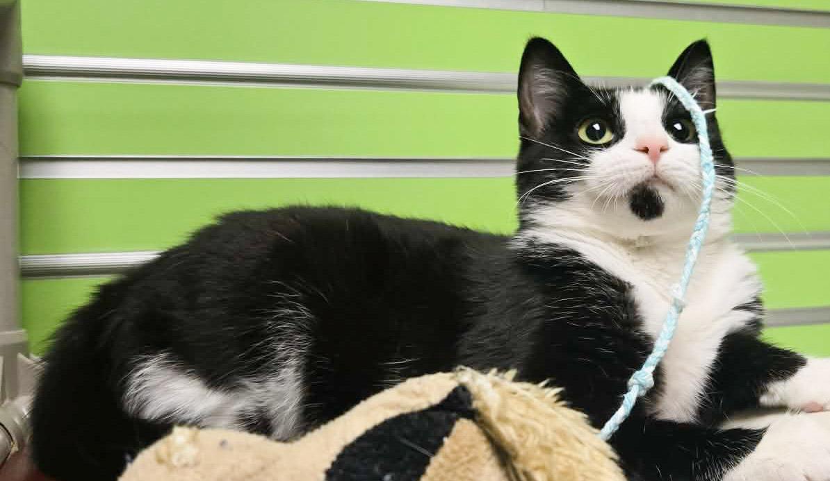 Enlarge Scarlett, a Adoptable Domestic Short Hair in Newland, NC image 2/2