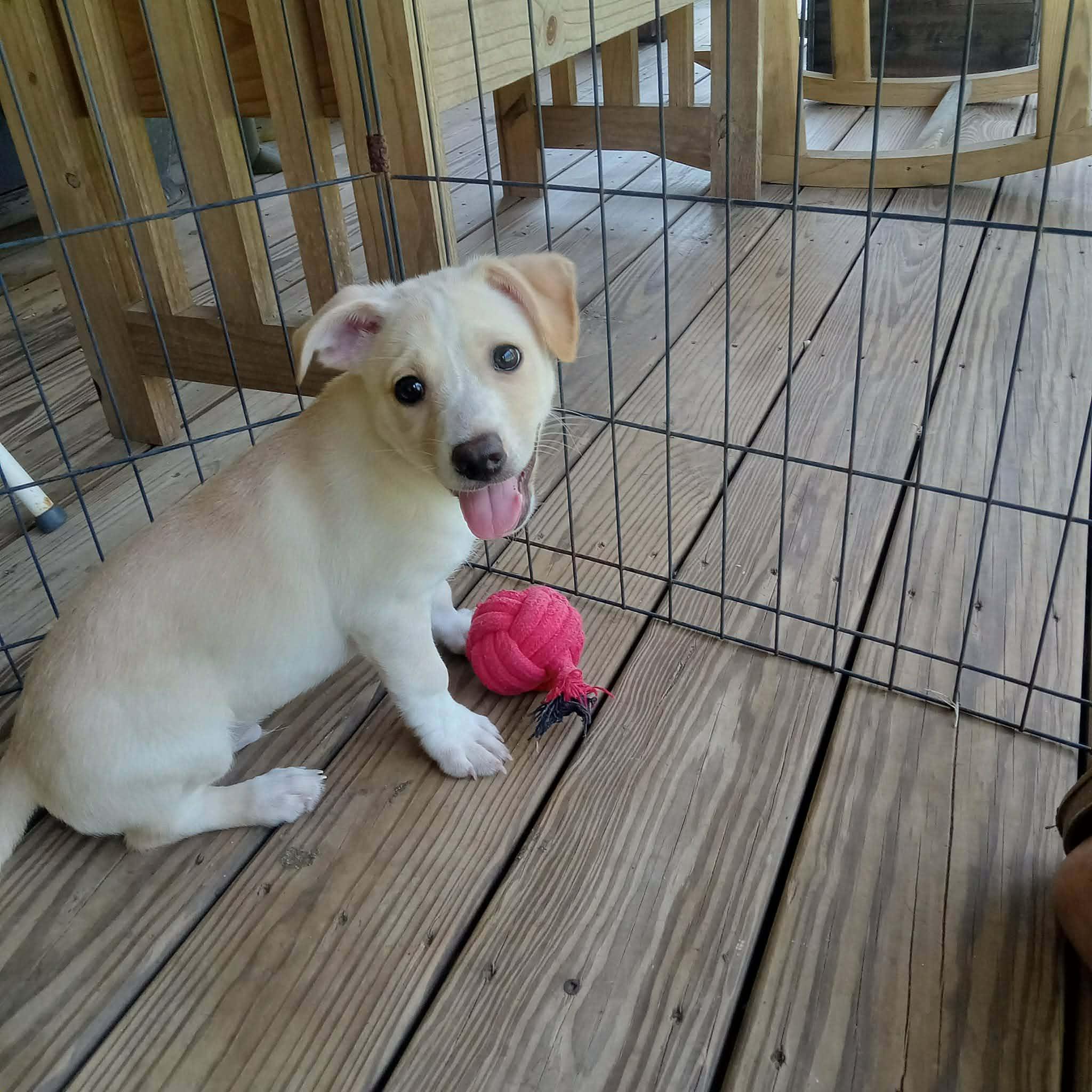 Enlarge Starsky, an adopted mixed breed in Milton, FL image 2/2