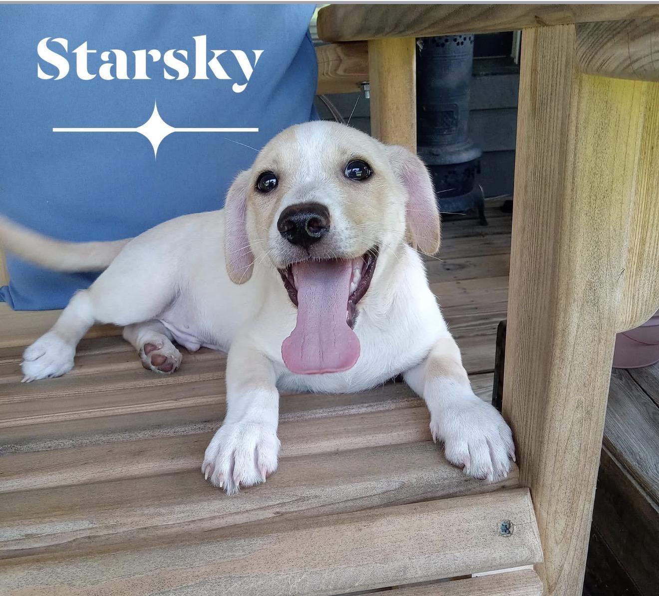 Enlarge Starsky, an adopted mixed breed in Milton, FL image 1/2