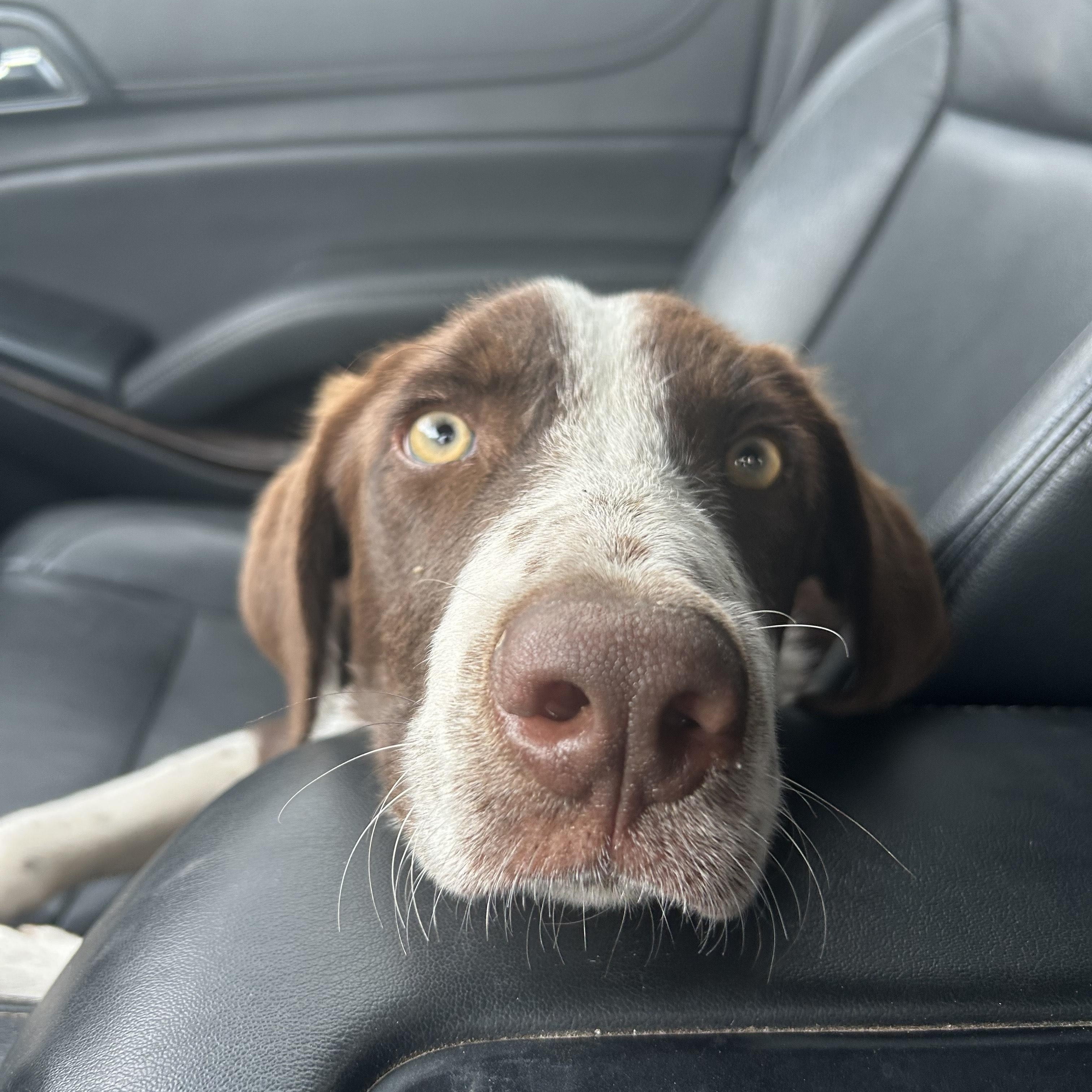 Charlie, an adoptable McNab in San Saba, TX, 76877 | Photo Image 1