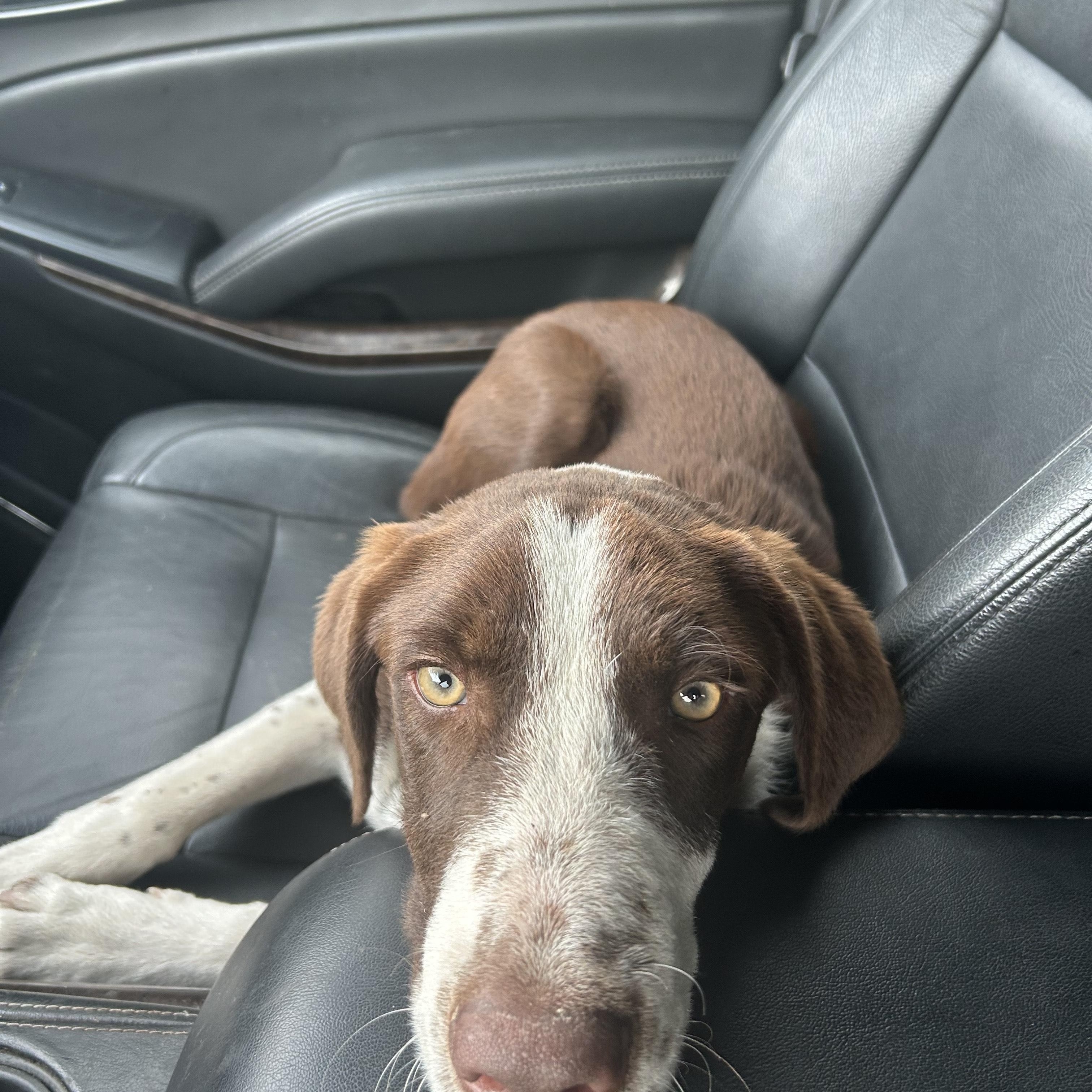 Charlie, an adoptable McNab in San Saba, TX, 76877 | Photo Image 2