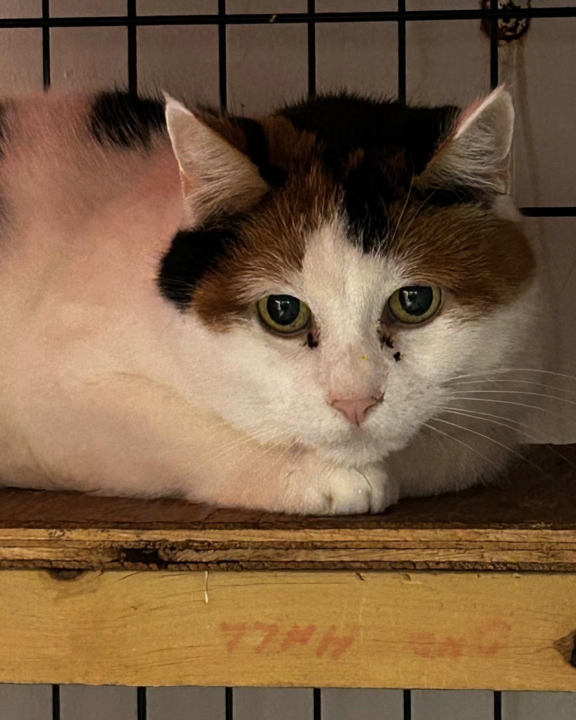 Enlarge Cinnamon Raisin, an adopted Calico in Maple Ridge, BC image 5/5