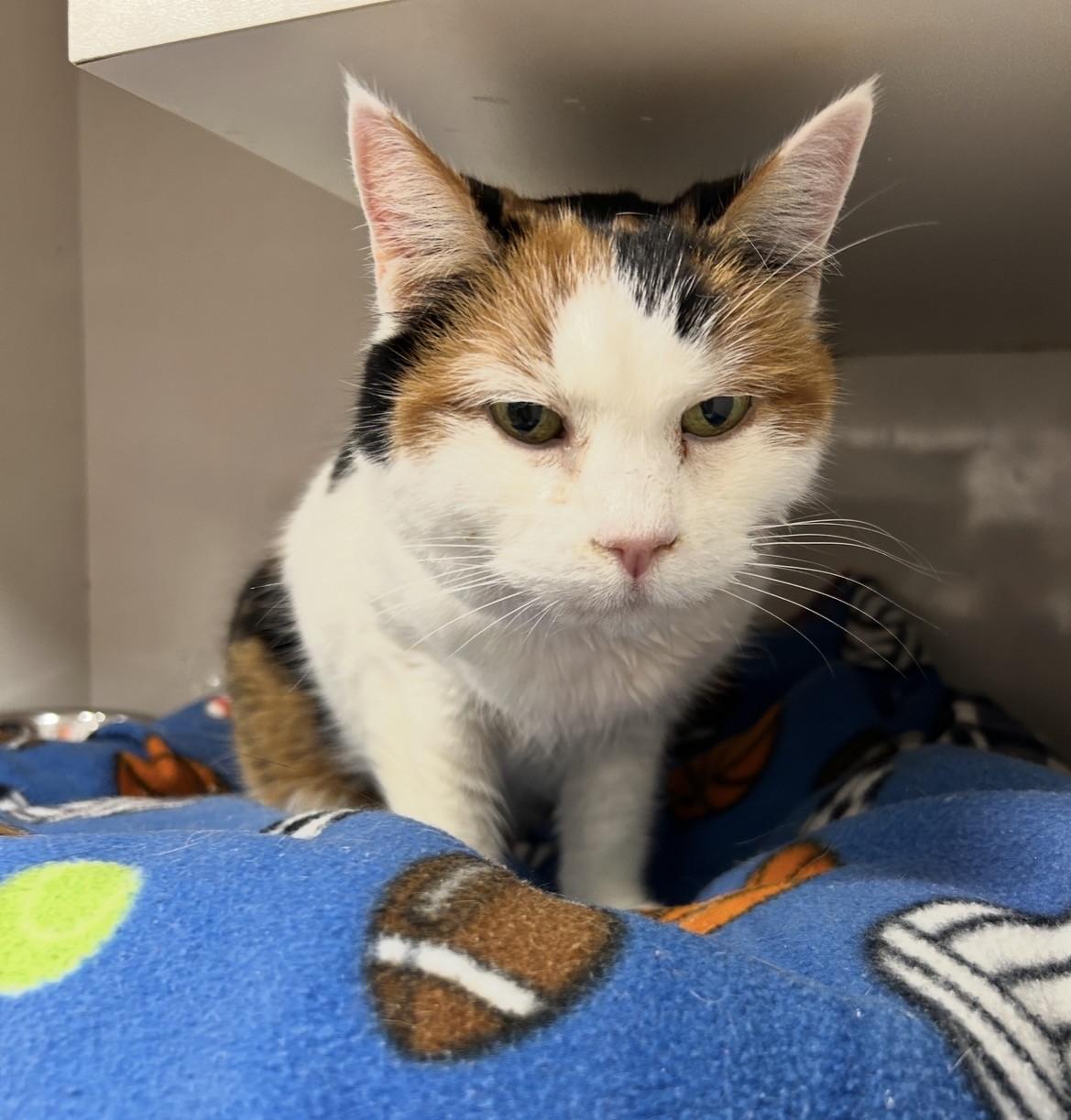 Enlarge Cinnamon Raisin, an adopted Calico in Maple Ridge, BC image 2/5