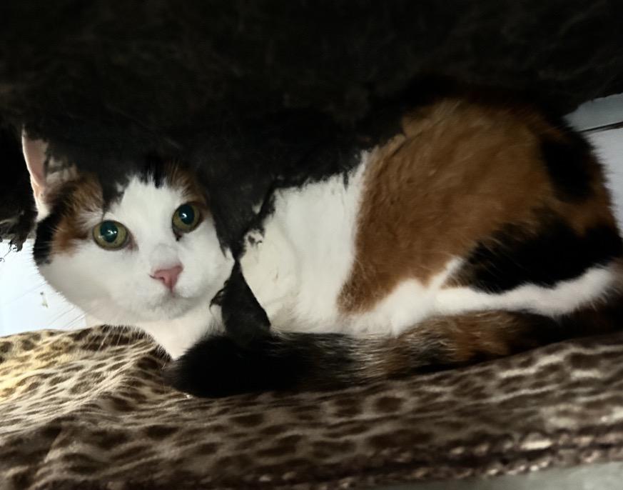 Enlarge Cinnamon Raisin, an adopted Calico in Maple Ridge, BC image 4/5