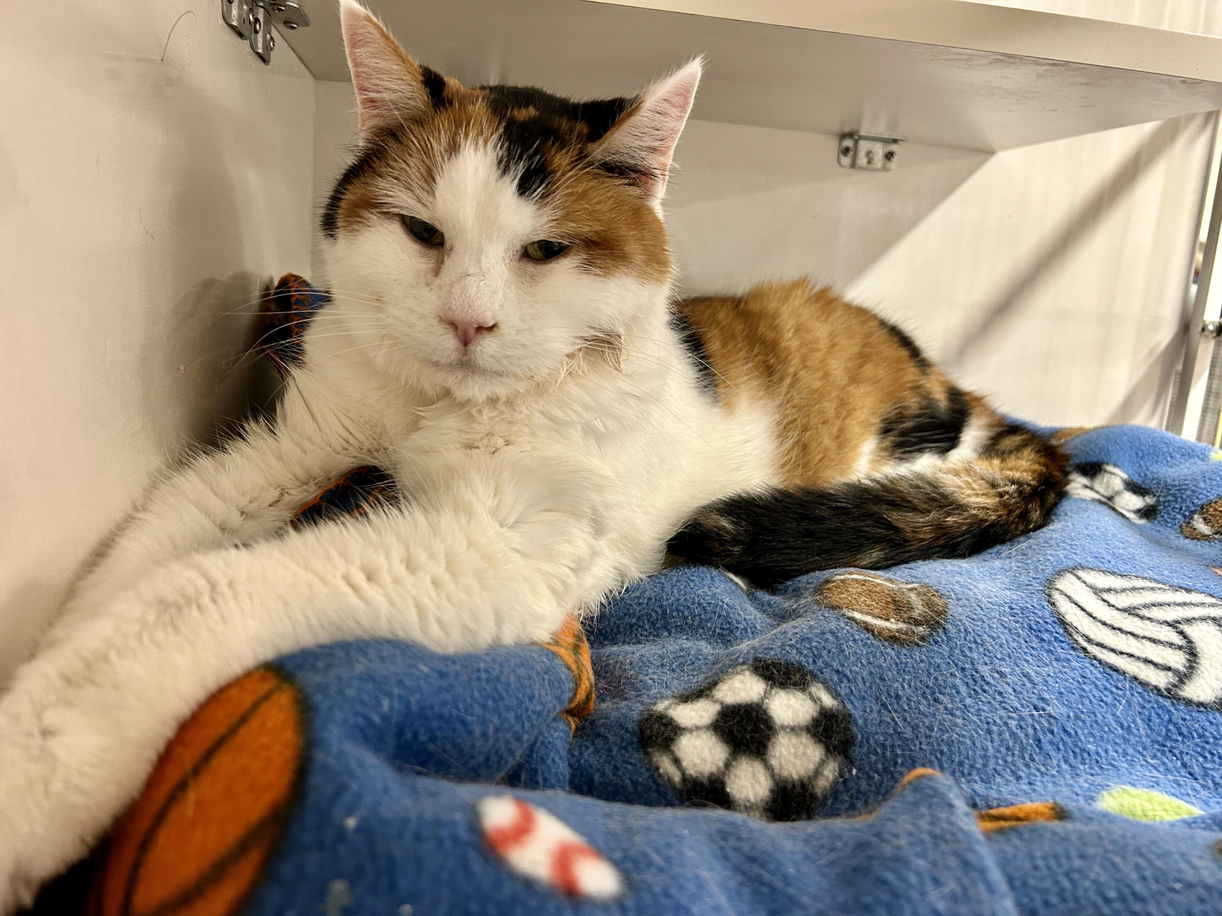 Enlarge Cinnamon Raisin, an adopted Calico in Maple Ridge, BC image 1/5