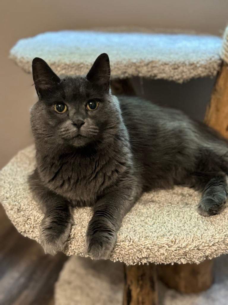 Lexi, an adoptable Domestic Short Hair in Stoughton, WI, 53589 | Photo Image 1