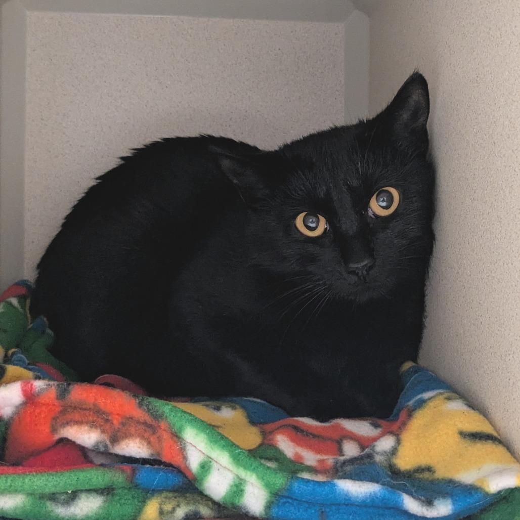 Nutty Buddy, Adoptable, Young Female Domestic Short Hair.