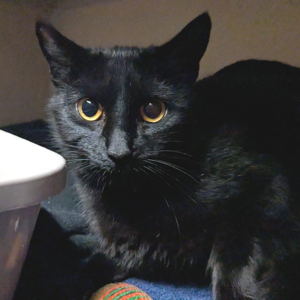 Enlarge Nutty Buddy, a Adoptable Domestic Short Hair in Providence, RI image 2/2