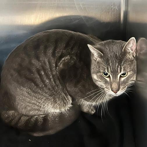 Enlarge Pua, a Adoptable Domestic Short Hair in Redwood City, CA image 1/5