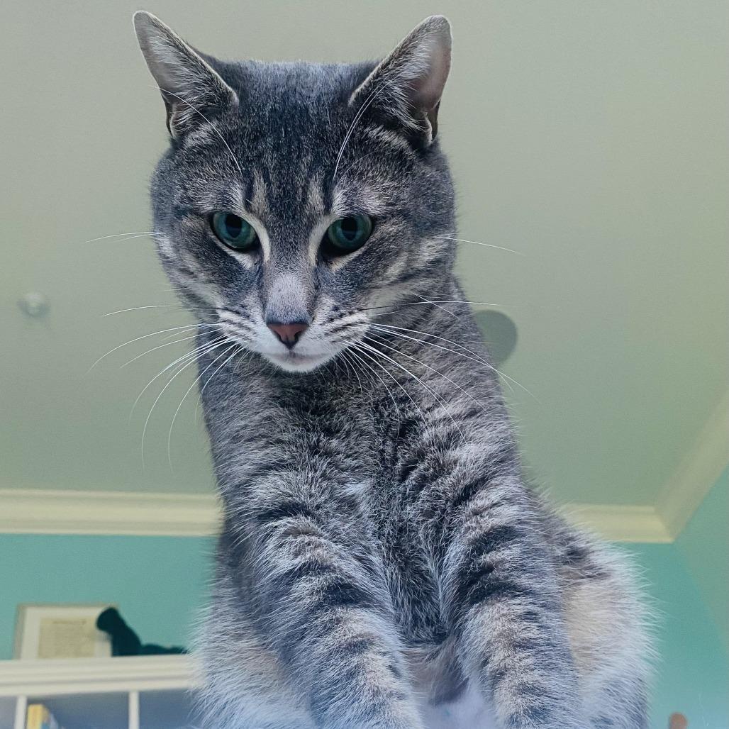 Enlarge Pua, a Adoptable Domestic Short Hair in Redwood City, CA image 3/5