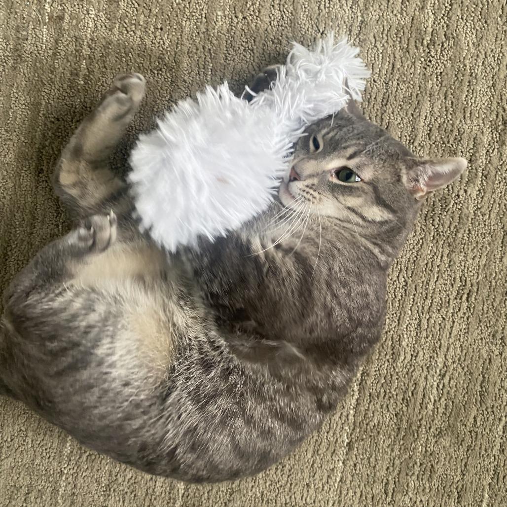 Enlarge Pua, a Adoptable Domestic Short Hair in Redwood City, CA image 4/5