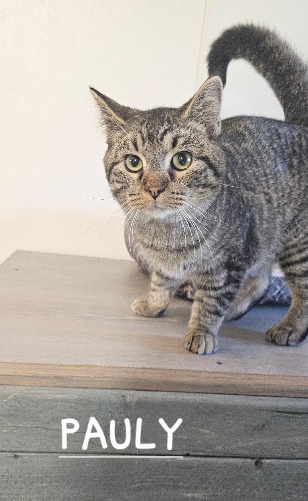 PAULY, a Adopted Domestic Short Hair in Du Quoin, IL image 1/2