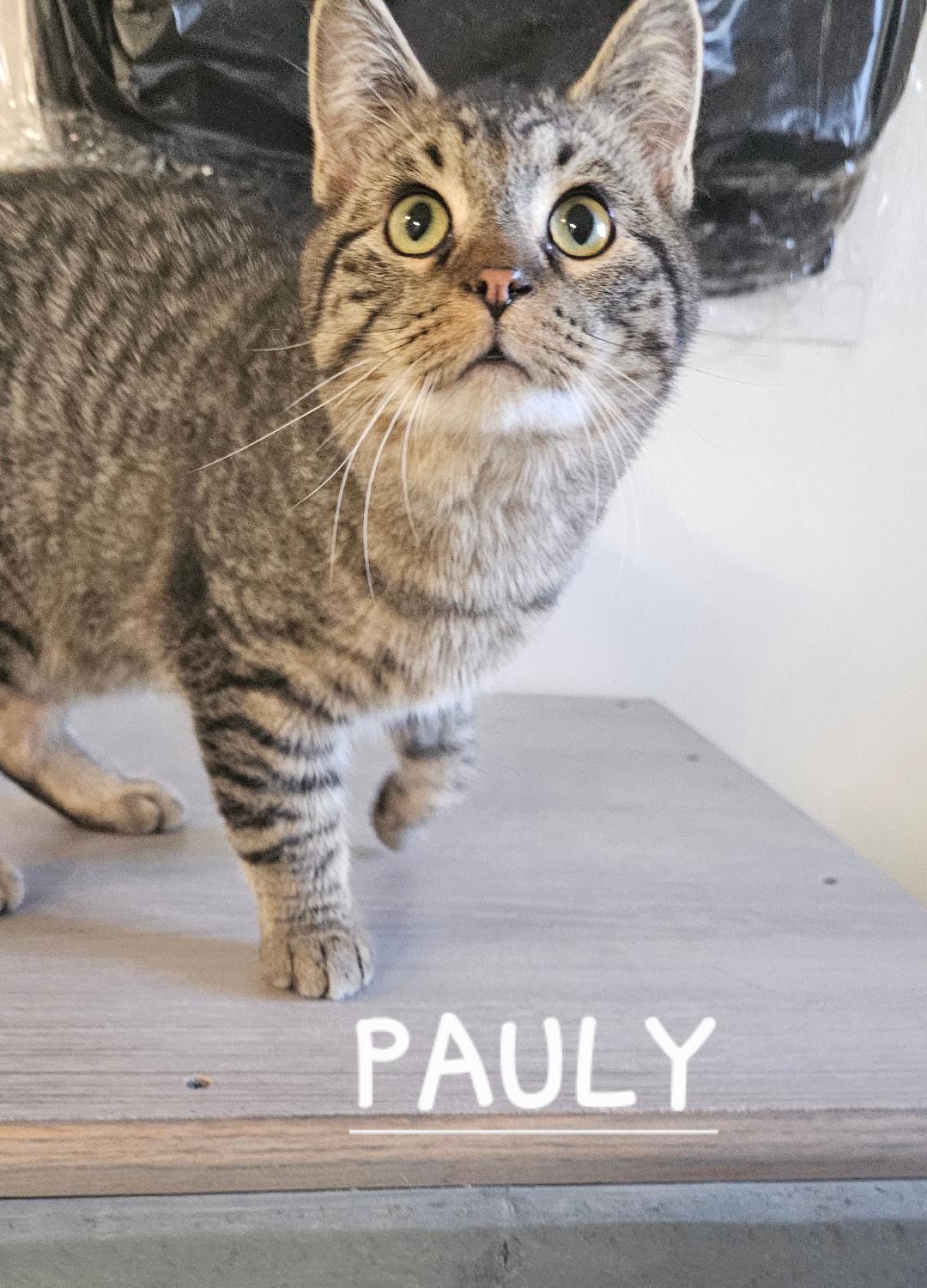 PAULY, a Adopted Domestic Short Hair in Du Quoin, IL image 2/2