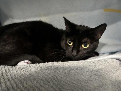 Marshmallow, Adoptable, Adult Female Domestic Short Hair & Domestic Short Hair.