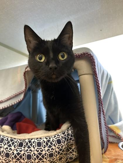 Enlarge Marshmallow, a Adoptable mixed breed in Scotia, NY image 2/3
