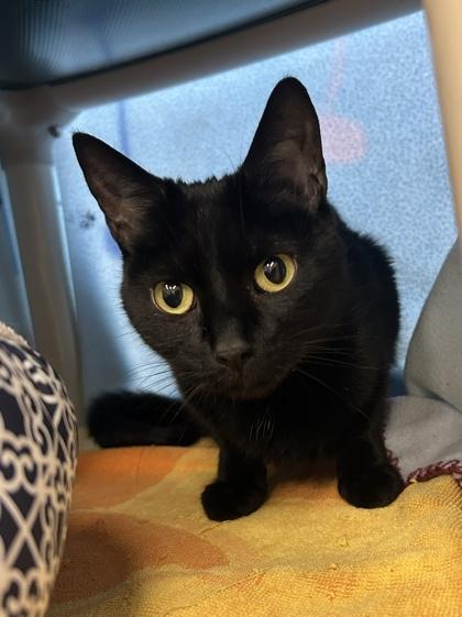 Enlarge Marshmallow, a Adoptable mixed breed in Scotia, NY image 3/3