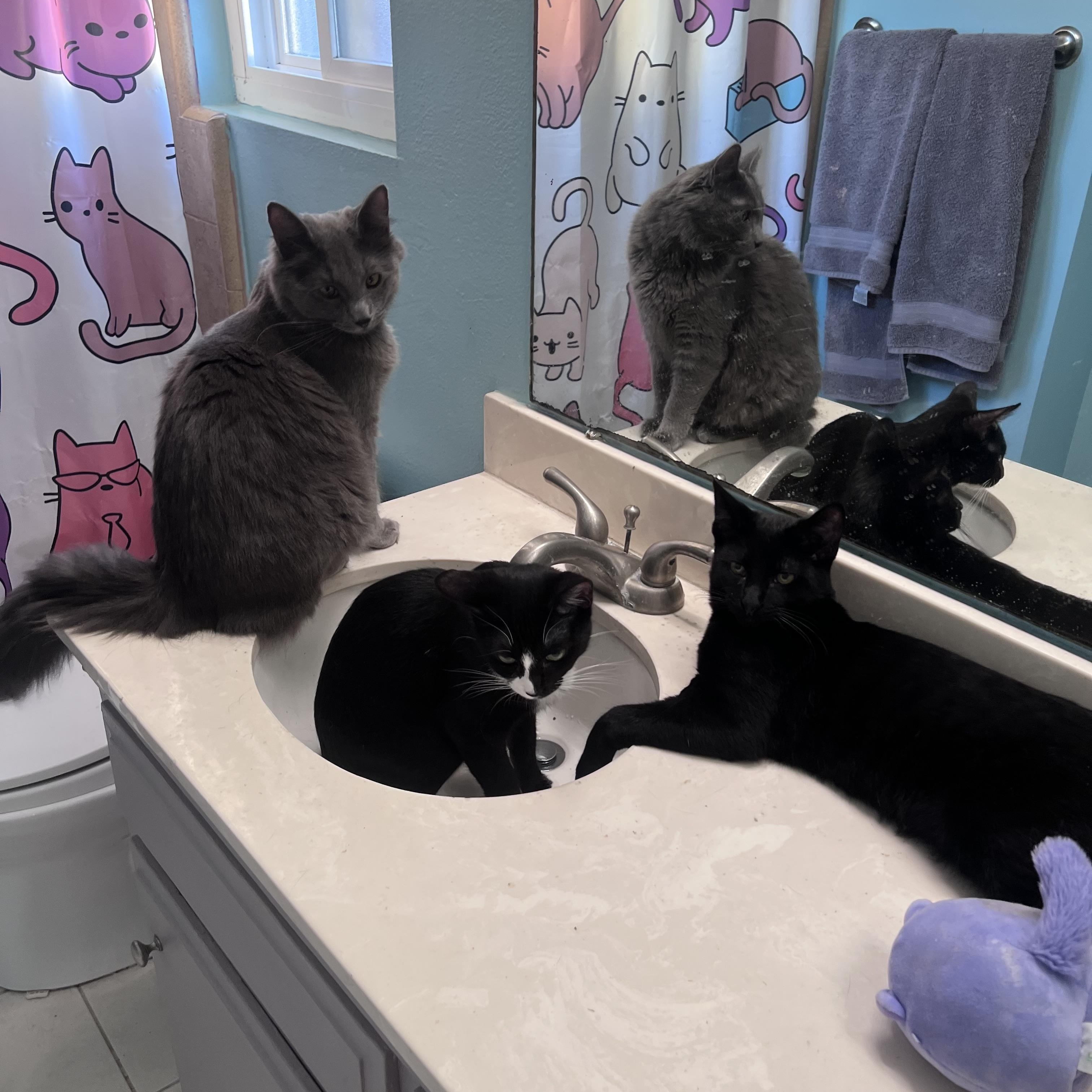 Enlarge Miu Miu, an adopted Nebelung in Santa Ana, CA image 3/6