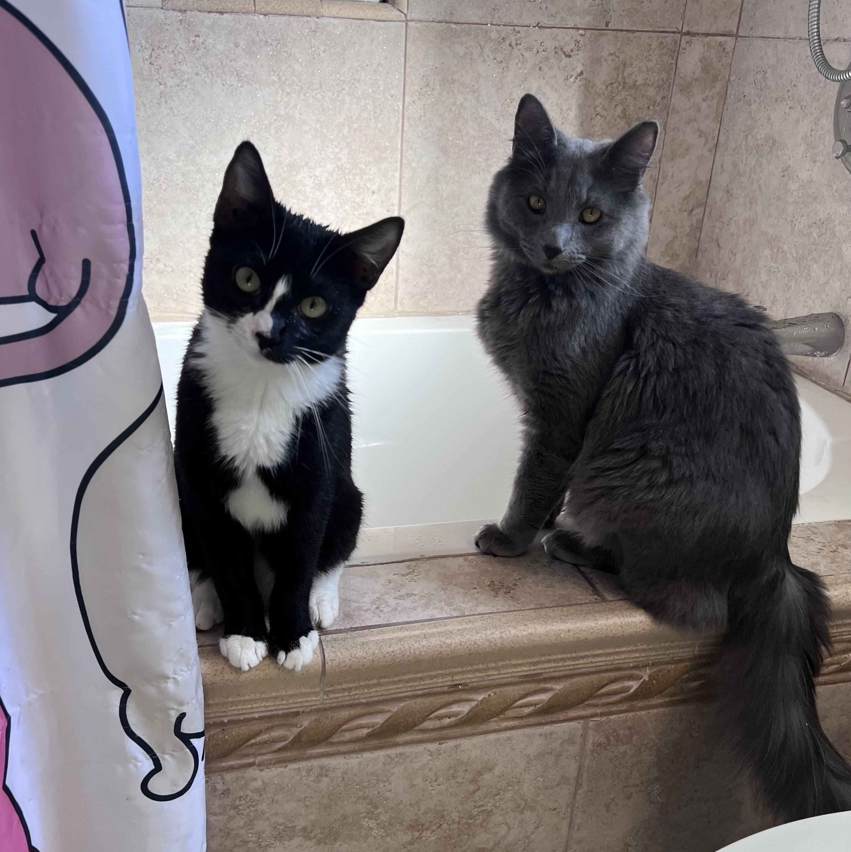 Enlarge Miu Miu, an adopted Nebelung in Santa Ana, CA image 5/6