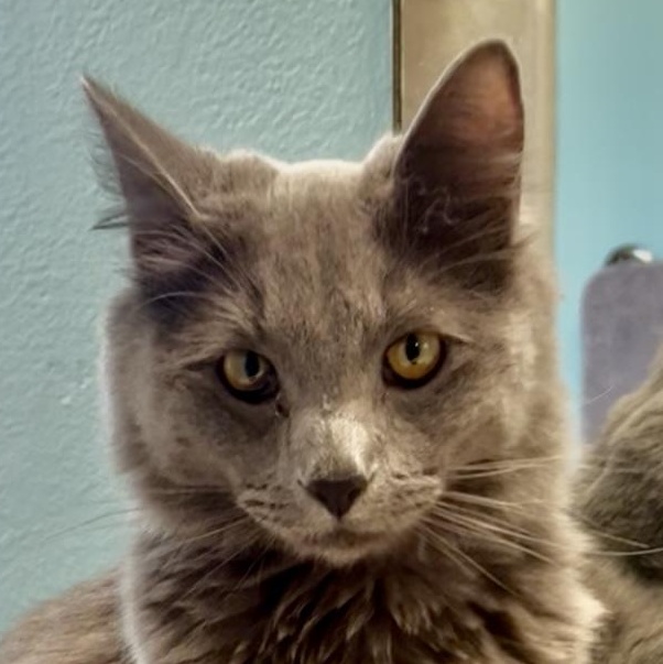 Enlarge Miu Miu, an adopted Nebelung in Santa Ana, CA image 1/6