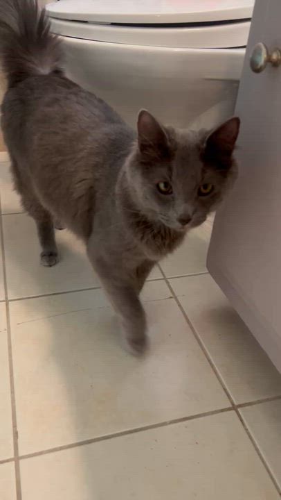 Enlarge Miu Miu, an adopted Nebelung in Santa Ana, CA video 6/6