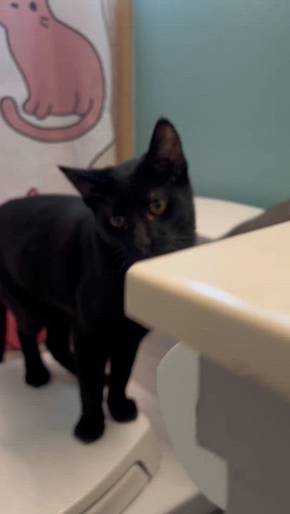 Enlarge Miu Miu, an adopted Nebelung in Santa Ana, CA video 4/6