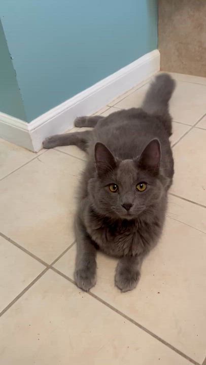 Enlarge Miu Miu, an adopted Nebelung in Santa Ana, CA video 2/6