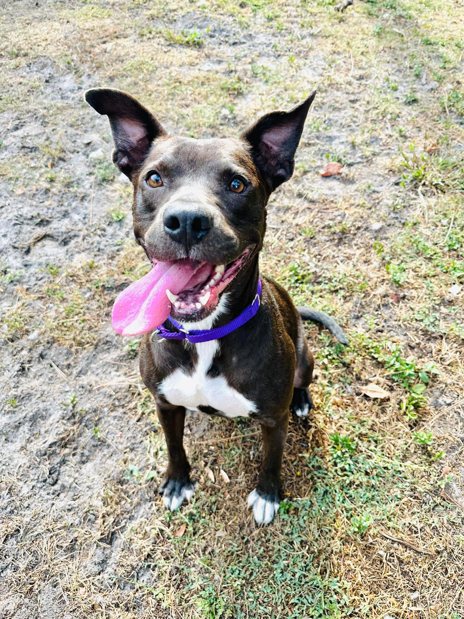 Edie, Adoptable, Adult Female Terrier & Pit Bull Terrier.