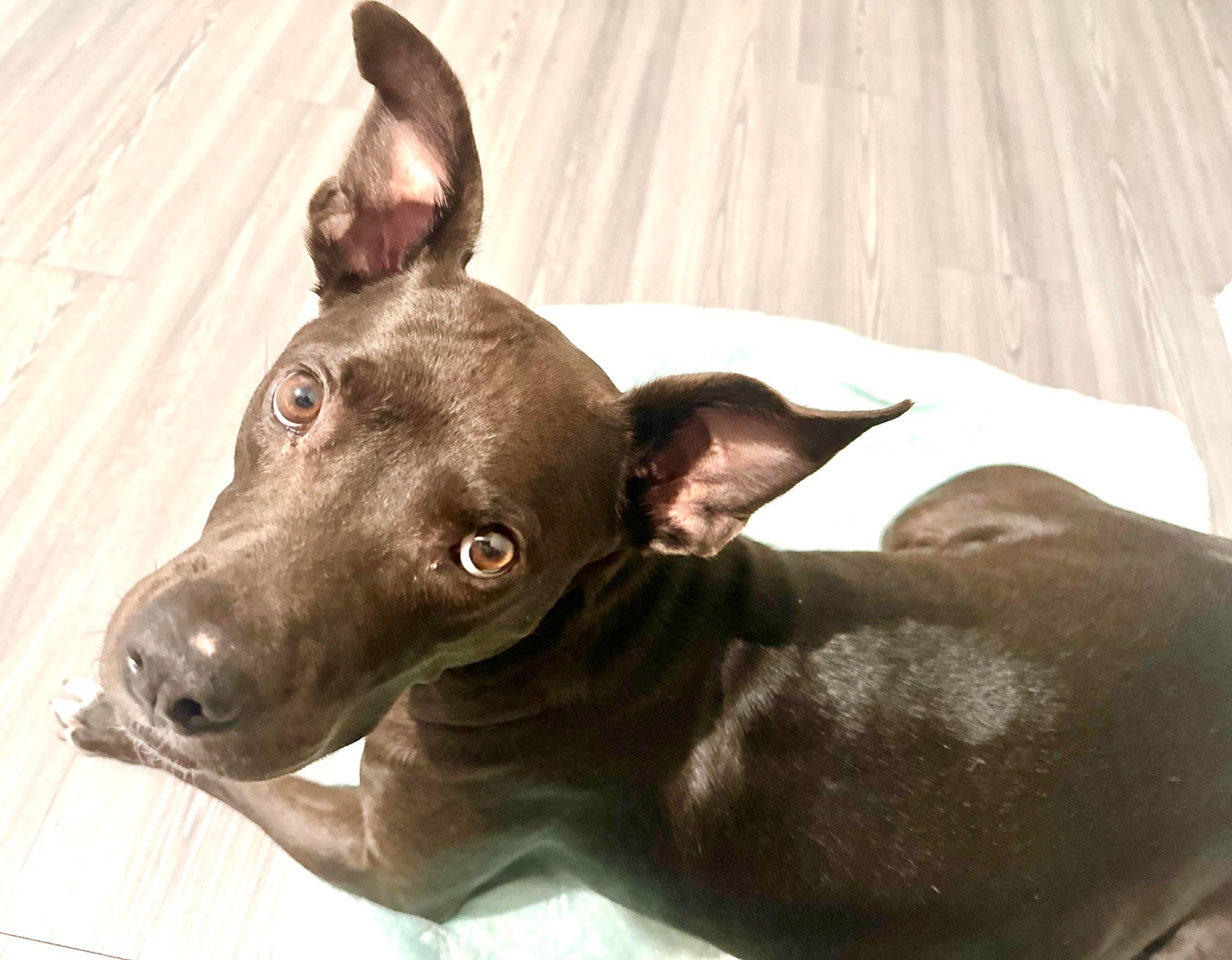 Enlarge Edie, a Adoptable mixed breed in Estero, FL image 2/6