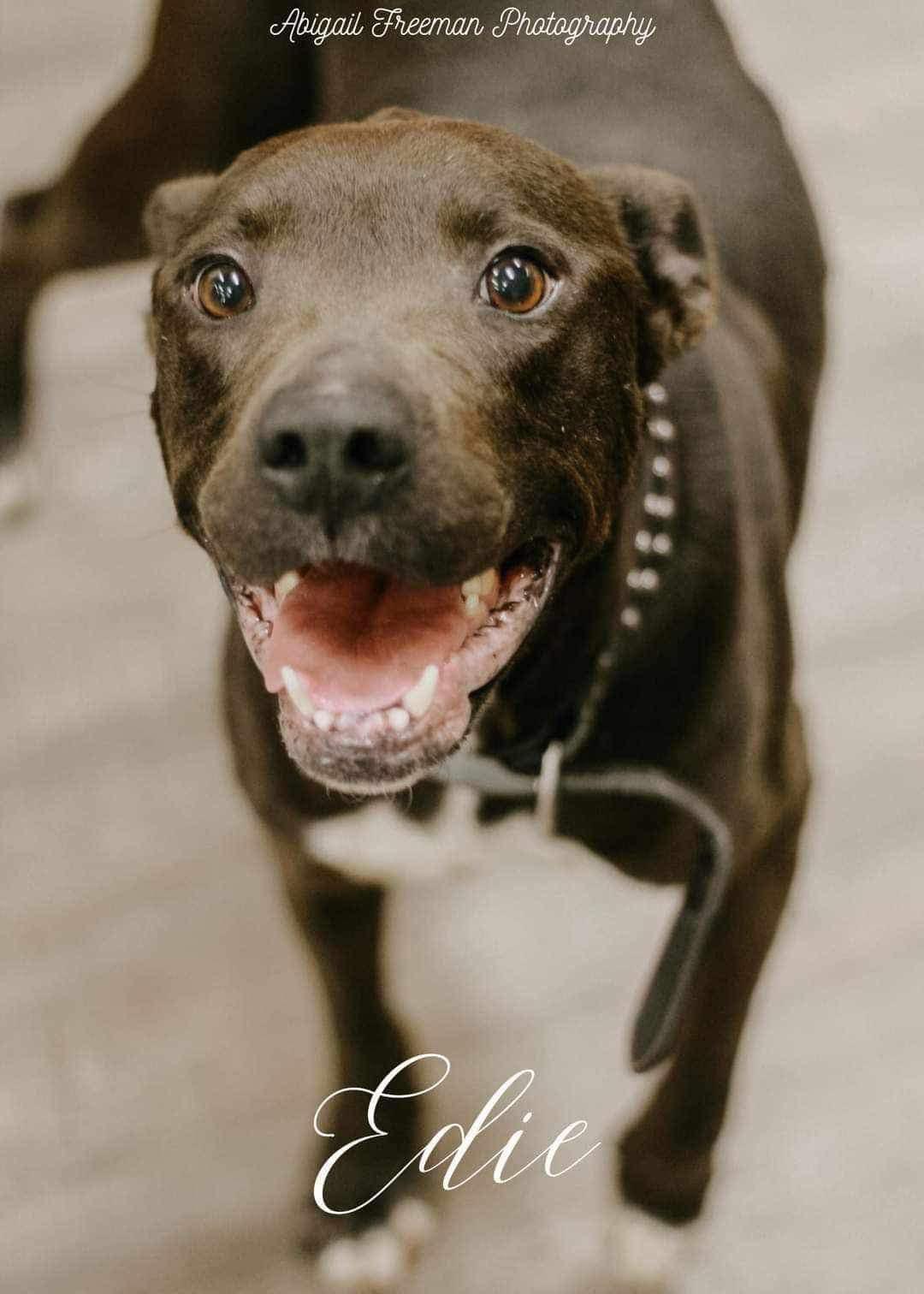 Enlarge Edie, a Adoptable mixed breed in Estero, FL image 3/6