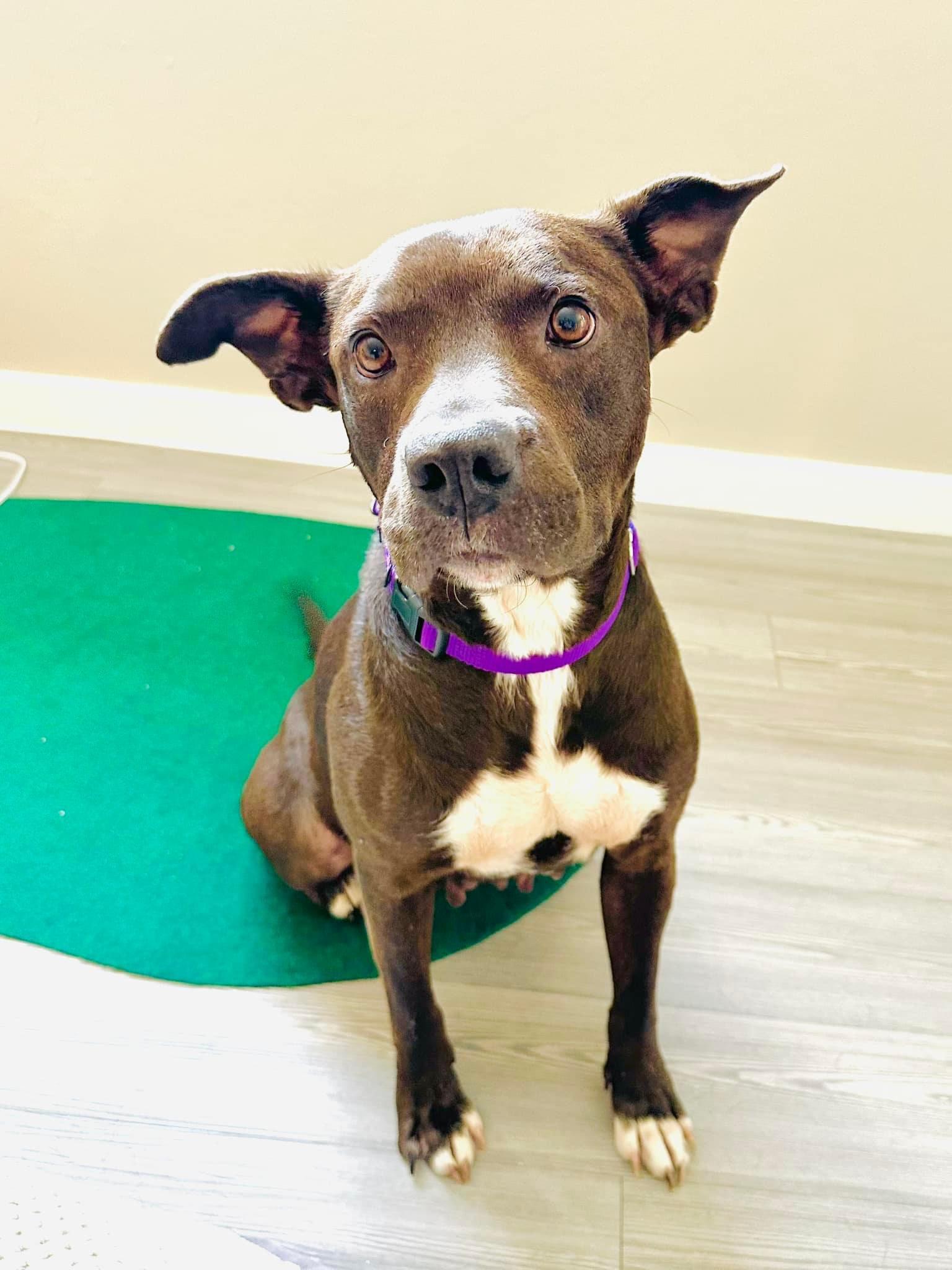 Enlarge Edie, a Adoptable mixed breed in Estero, FL image 4/6