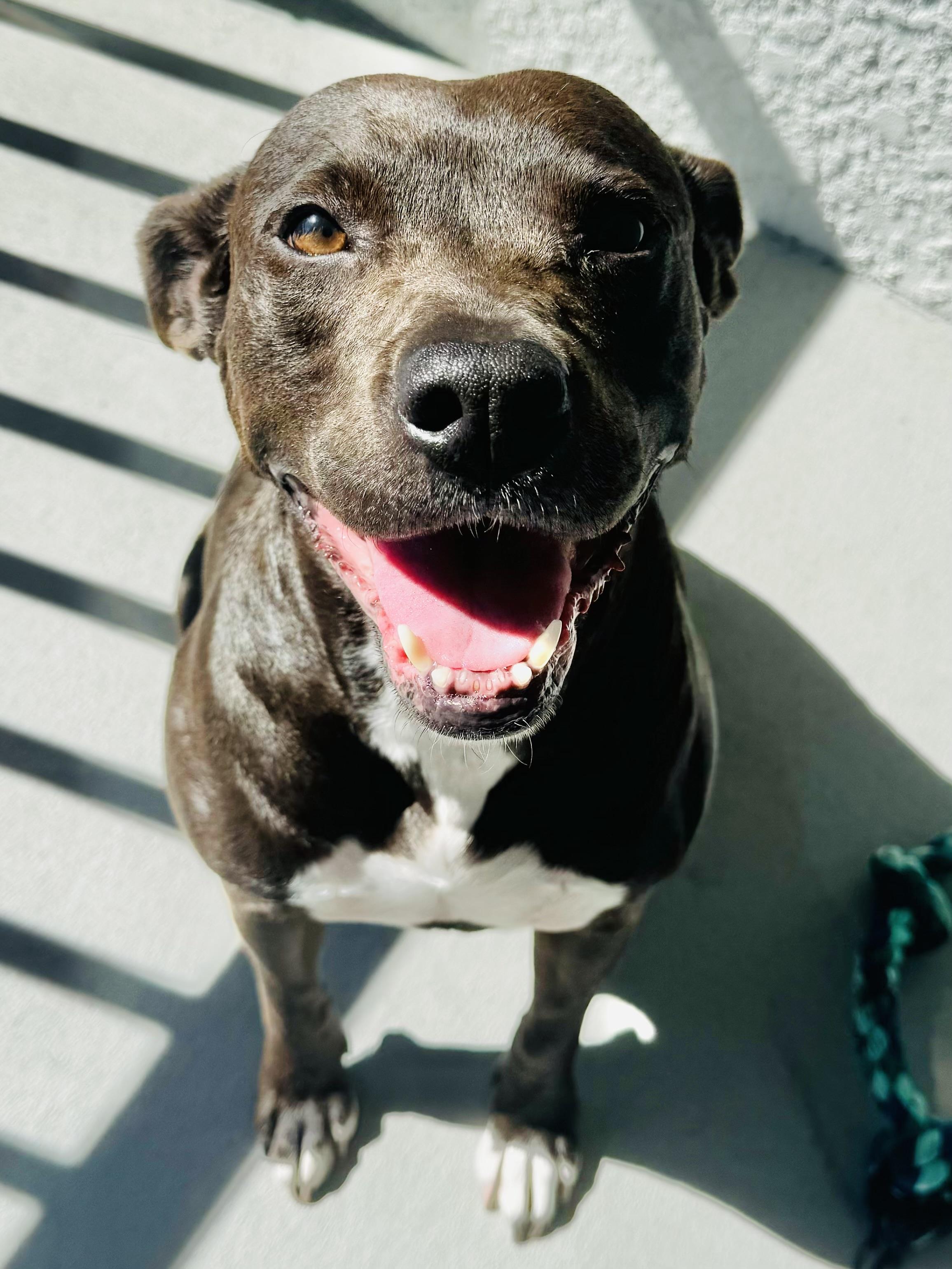 Enlarge Edie, a Adoptable mixed breed in Estero, FL image 5/6
