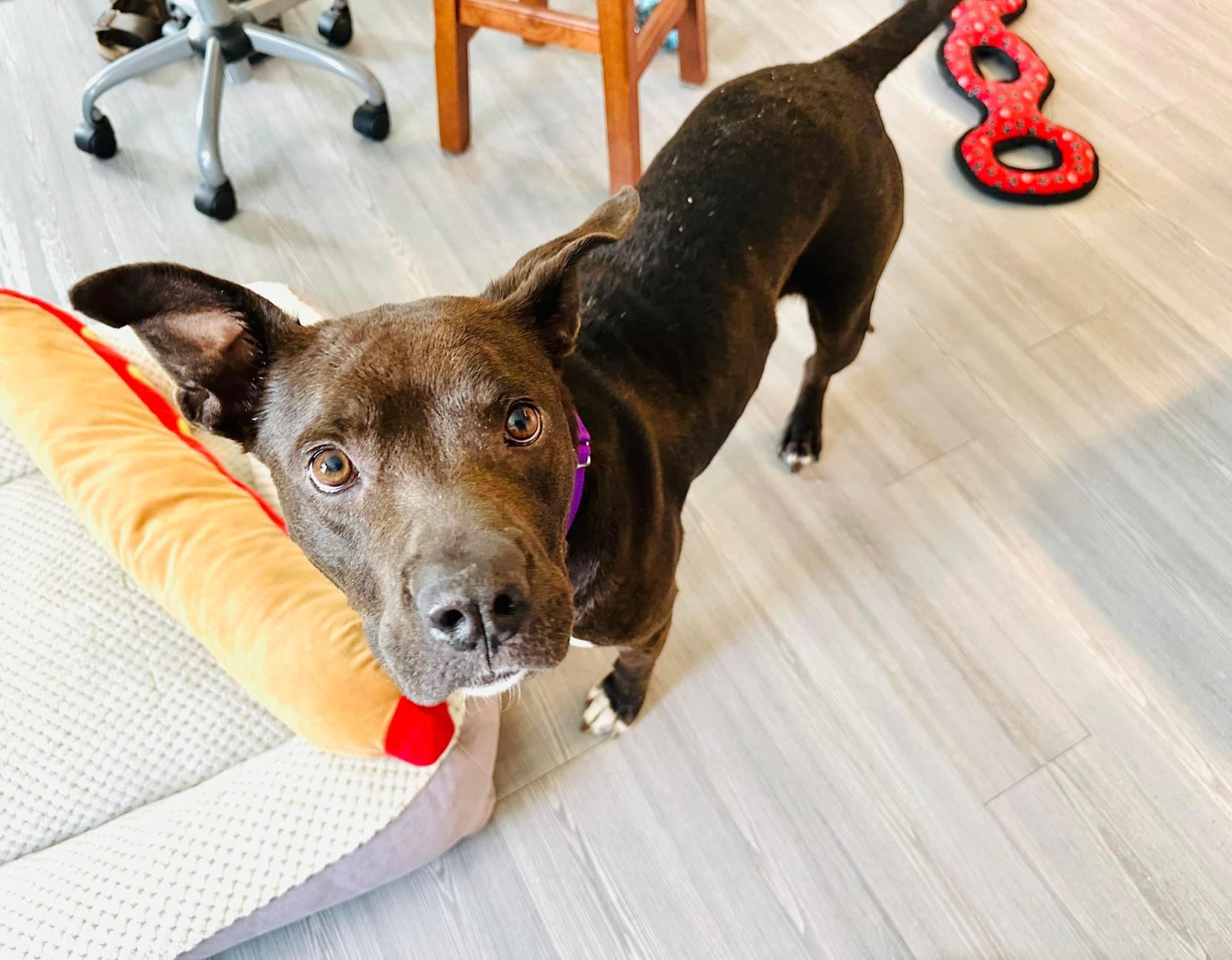 Enlarge Edie, a Adoptable mixed breed in Estero, FL image 6/6