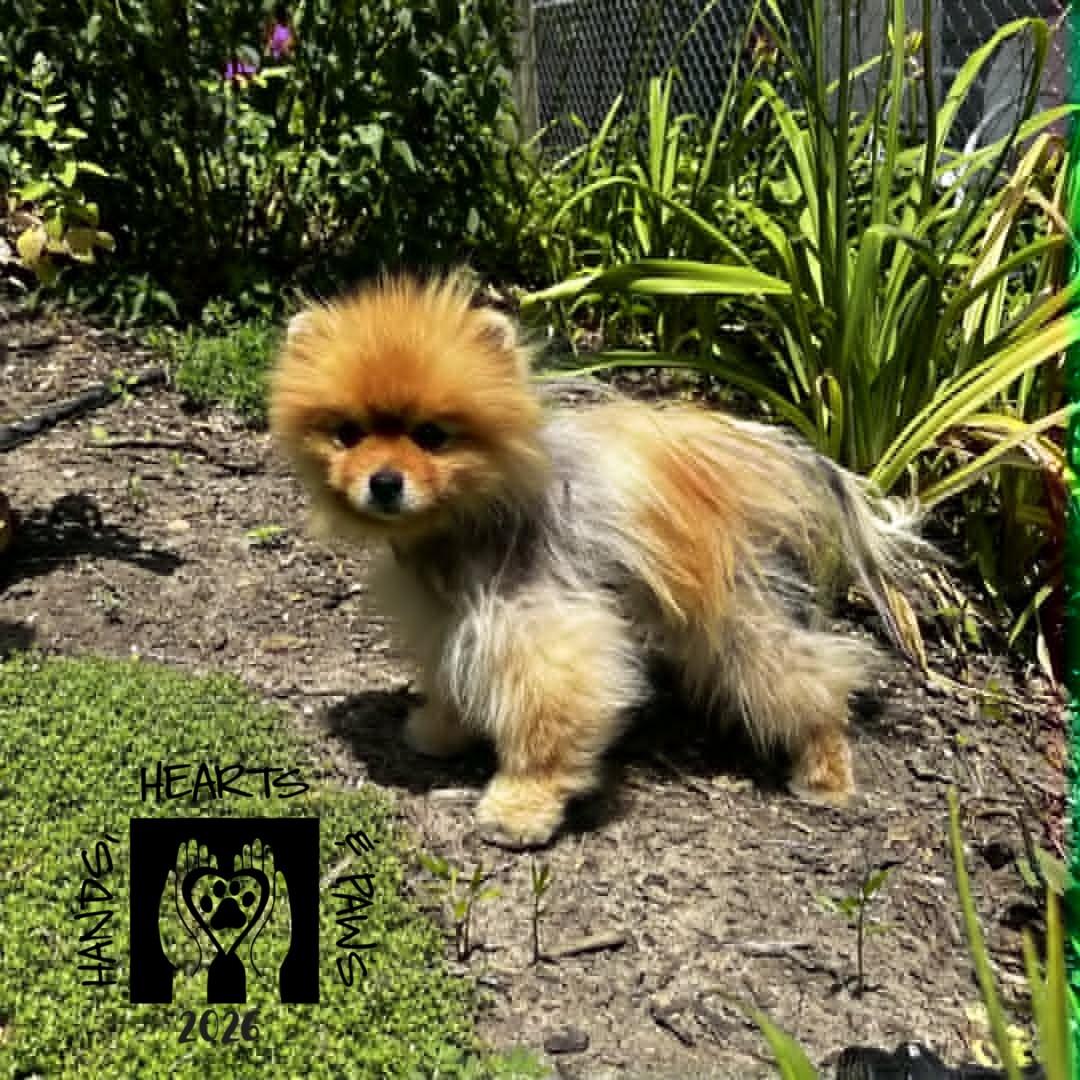 Enlarge Andre, an adopted Pomeranian in Omaha, NE image 2/3