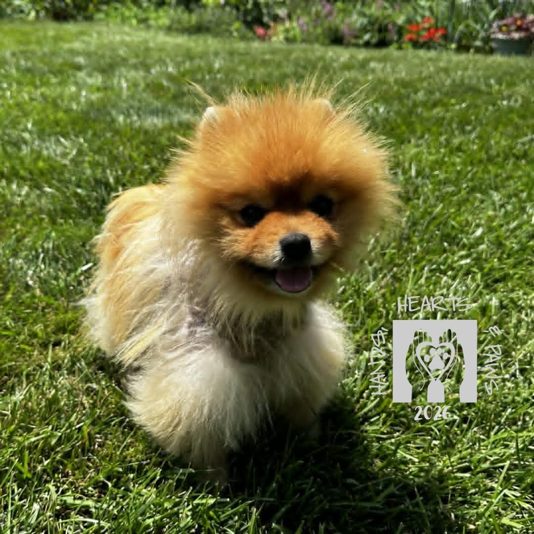Enlarge Andre, an adopted Pomeranian in Omaha, NE image 3/3