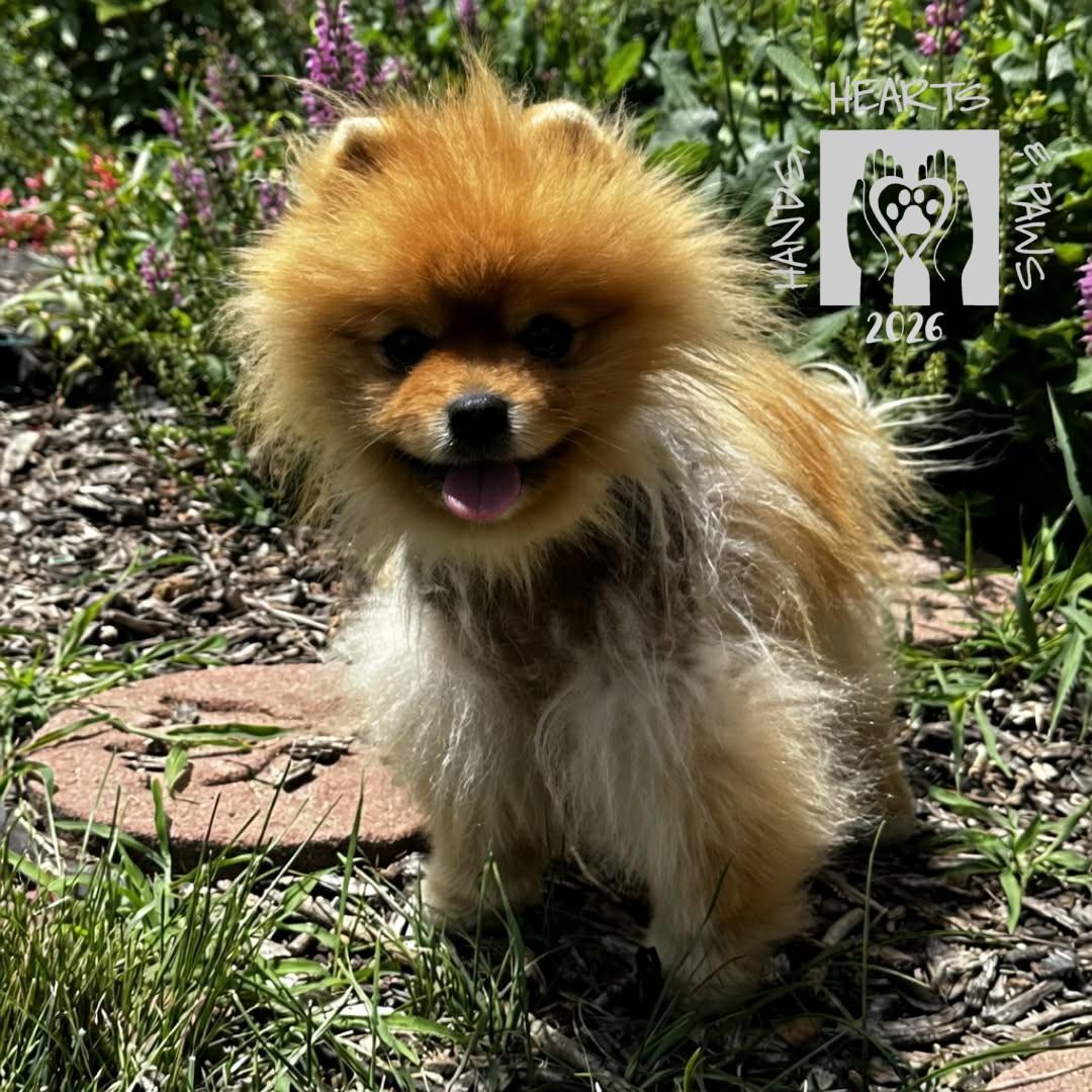 Andre, adopted, Adult Male Pomeranian.