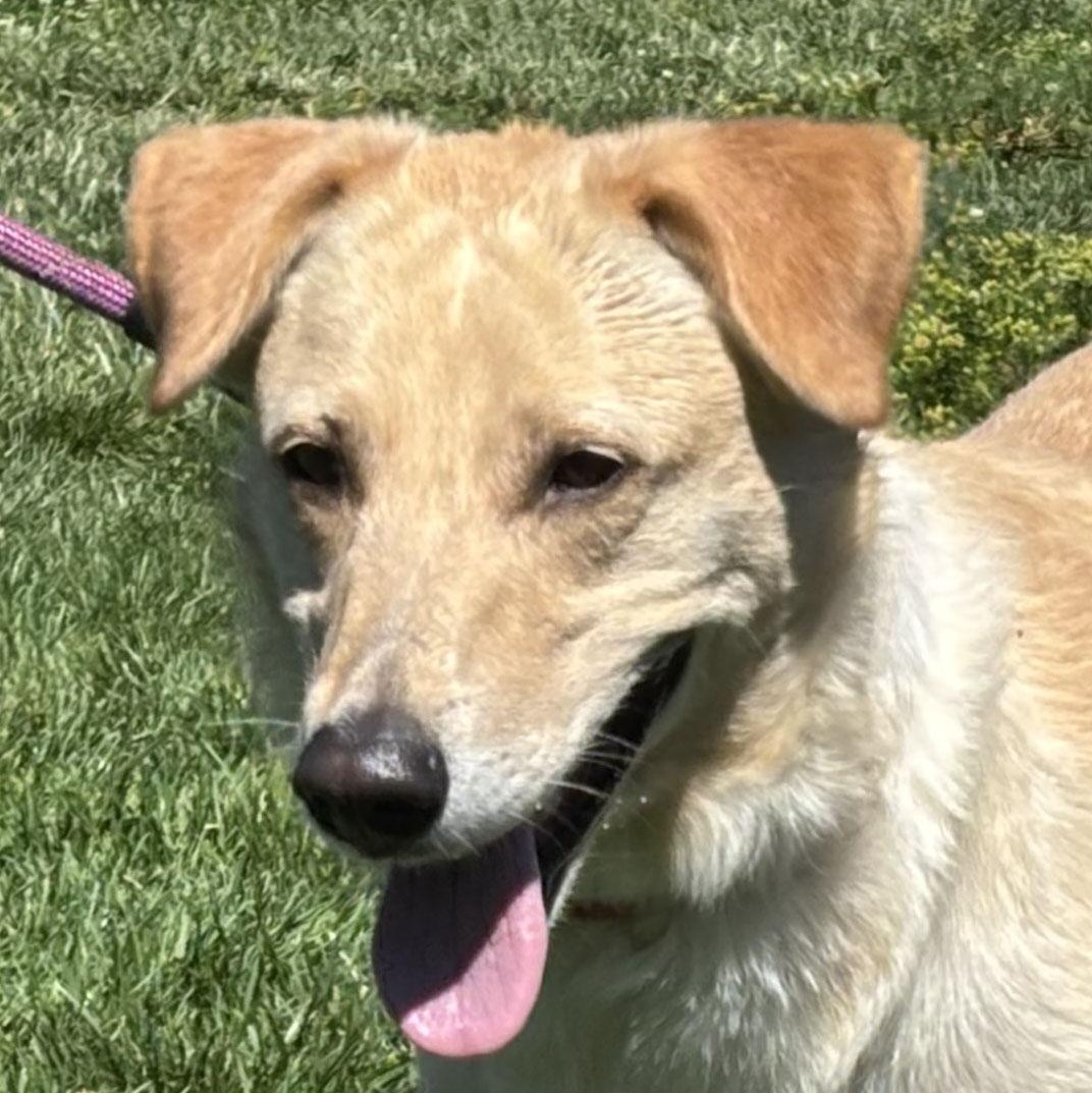 Enlarge Vanilla Bean, a ADOPTABLE mixed breed in San Francisco, CA image 1/6