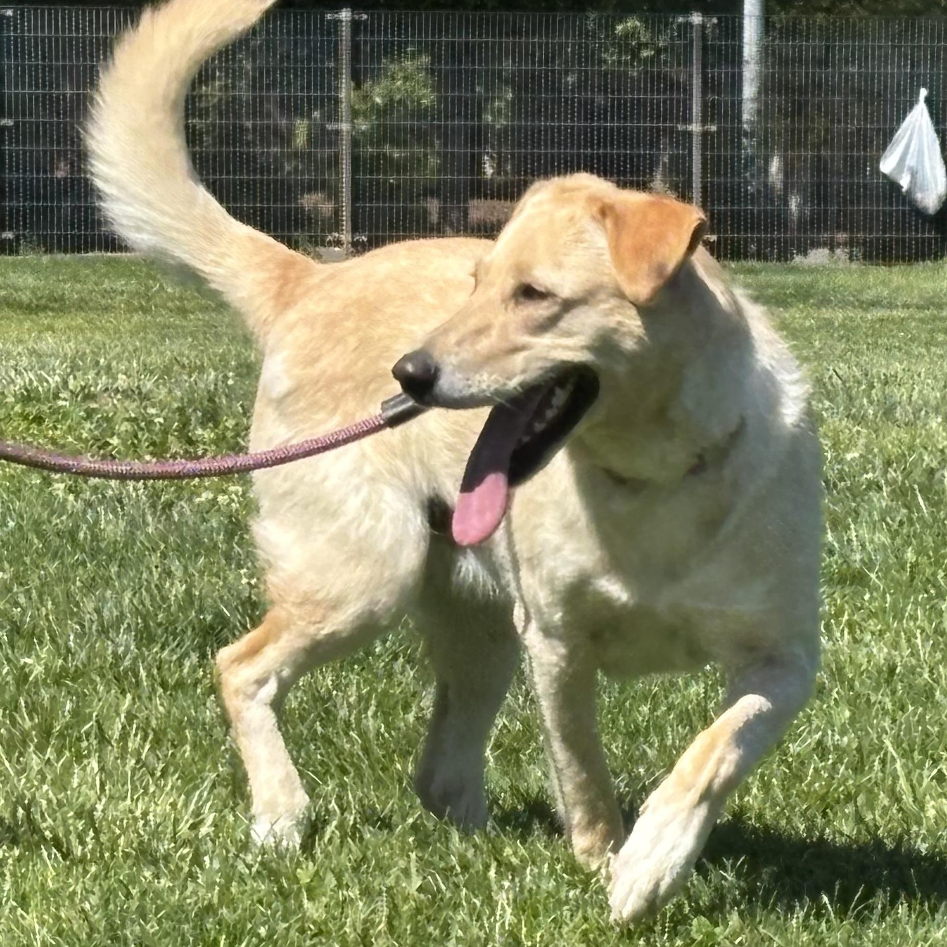 Enlarge Vanilla Bean, a ADOPTABLE mixed breed in San Francisco, CA image 5/6