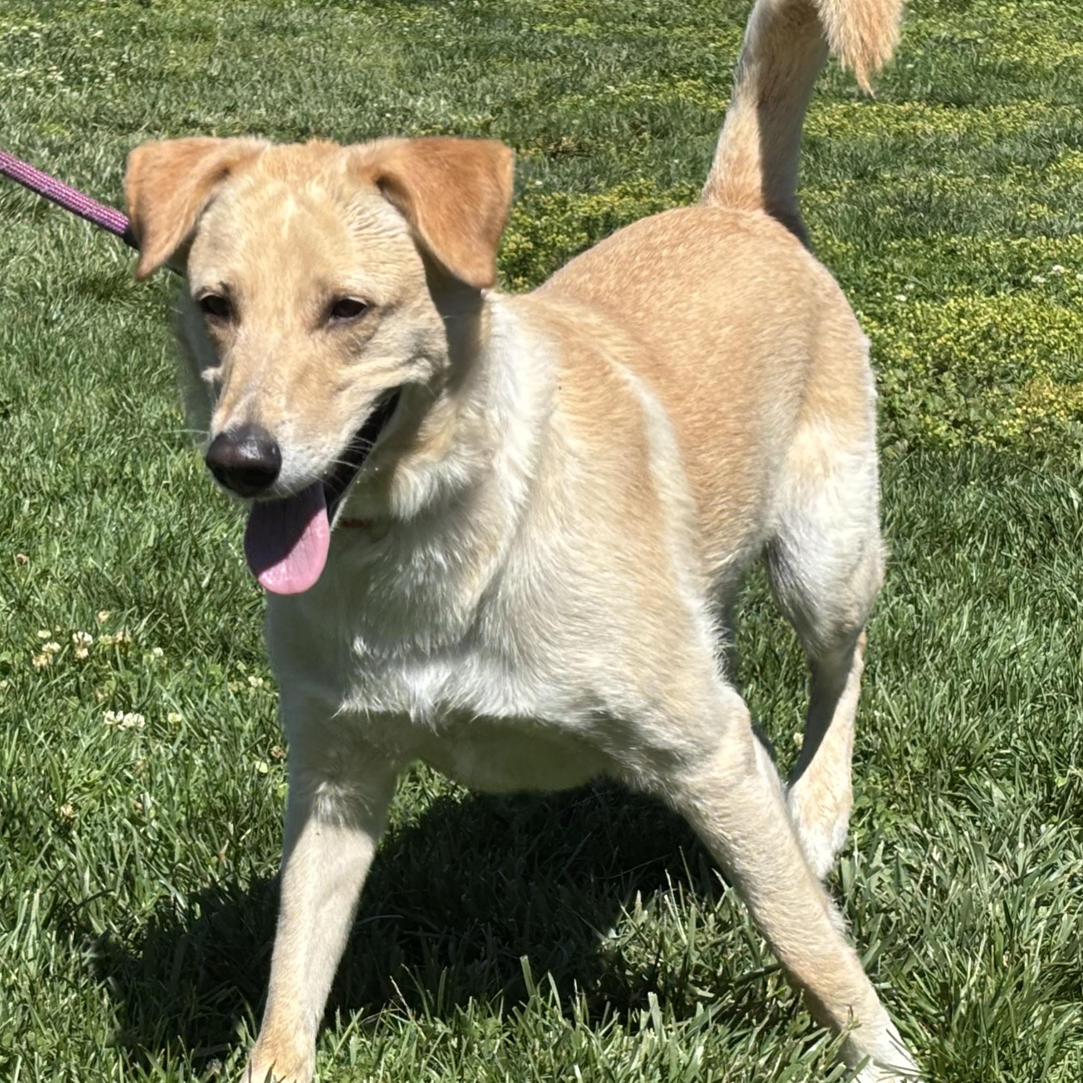 Enlarge Vanilla Bean, a ADOPTABLE mixed breed in San Francisco, CA image 2/6