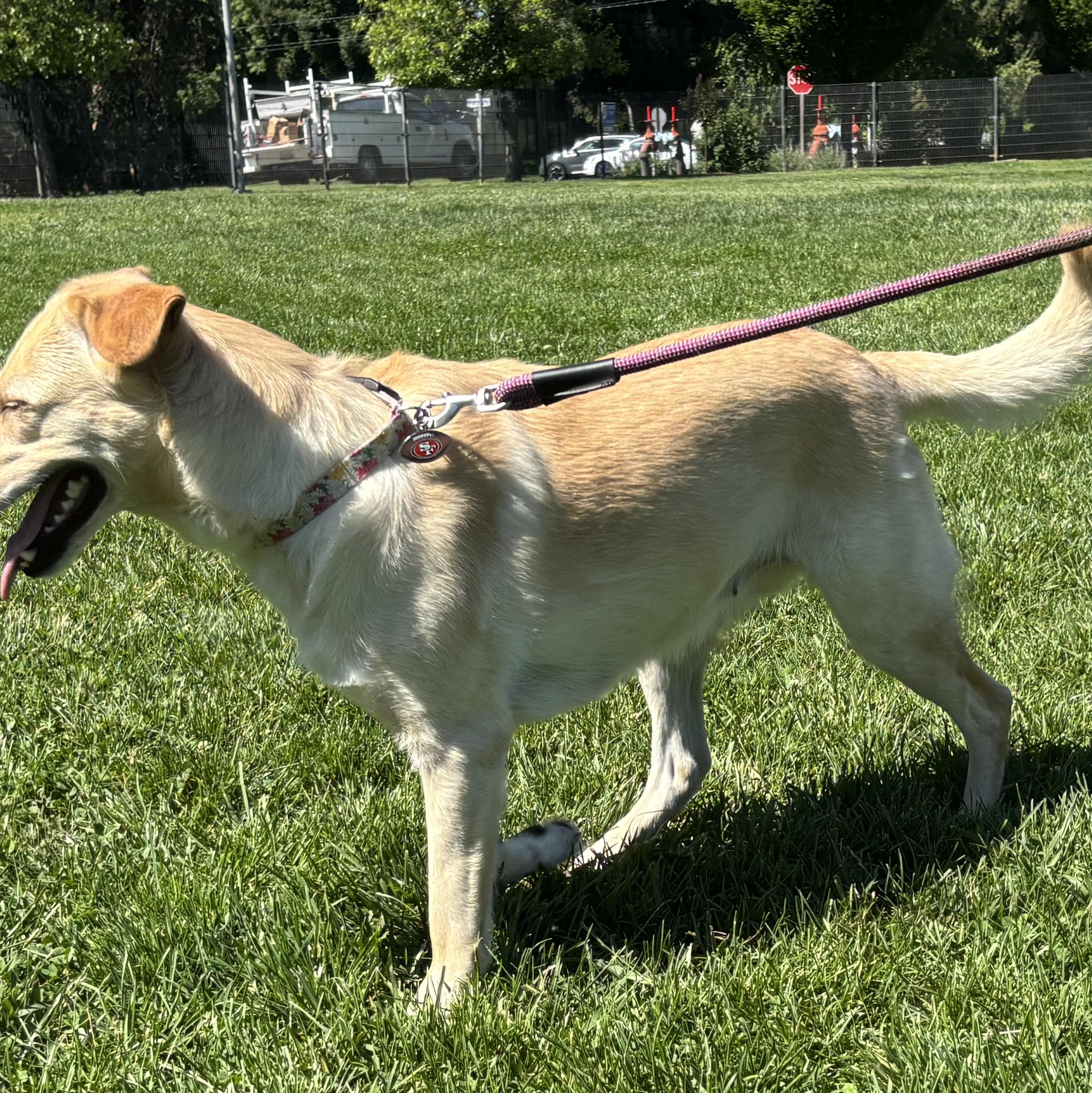 Enlarge Vanilla Bean, a ADOPTABLE mixed breed in San Francisco, CA image 3/6