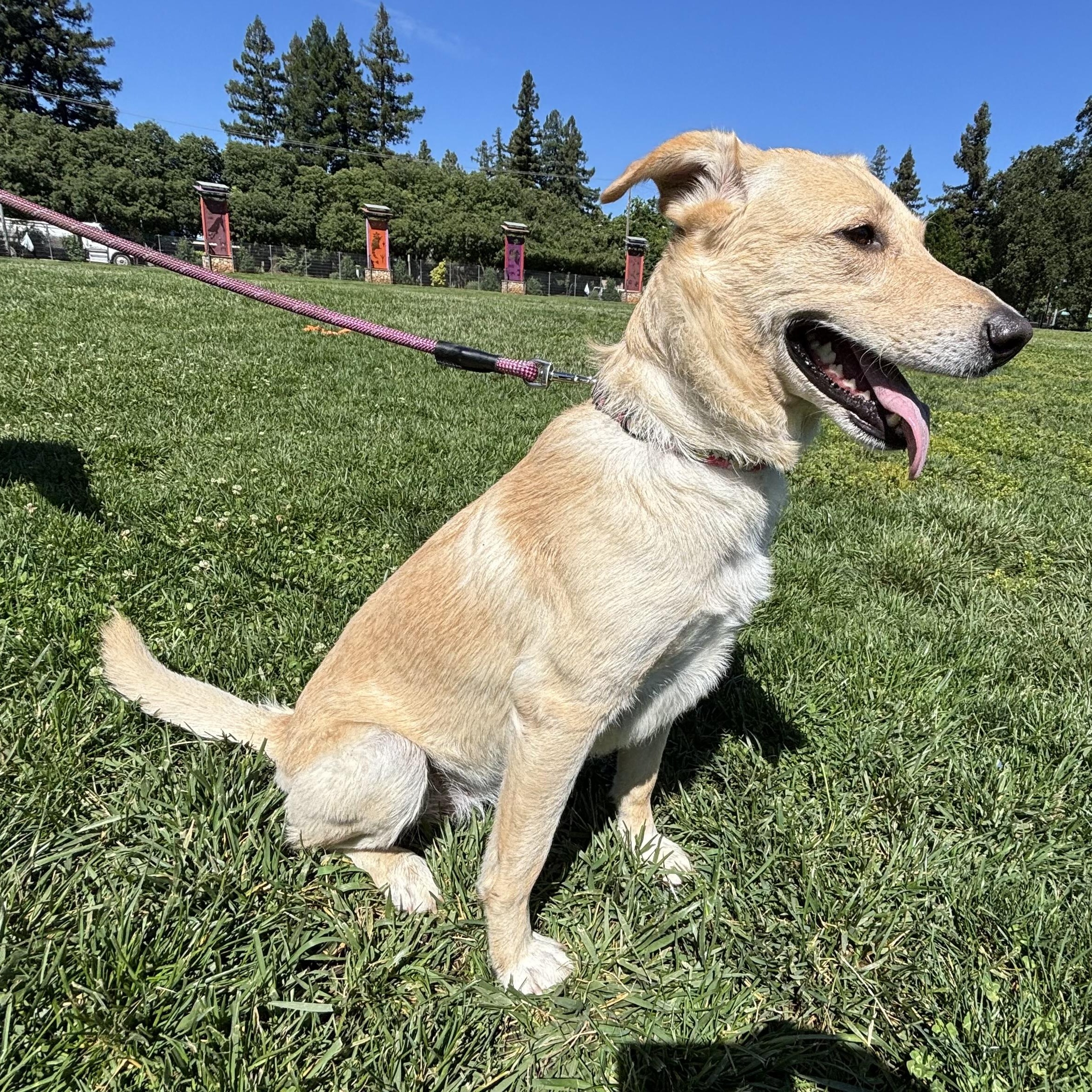 Enlarge Vanilla Bean, a ADOPTABLE mixed breed in San Francisco, CA image 4/6