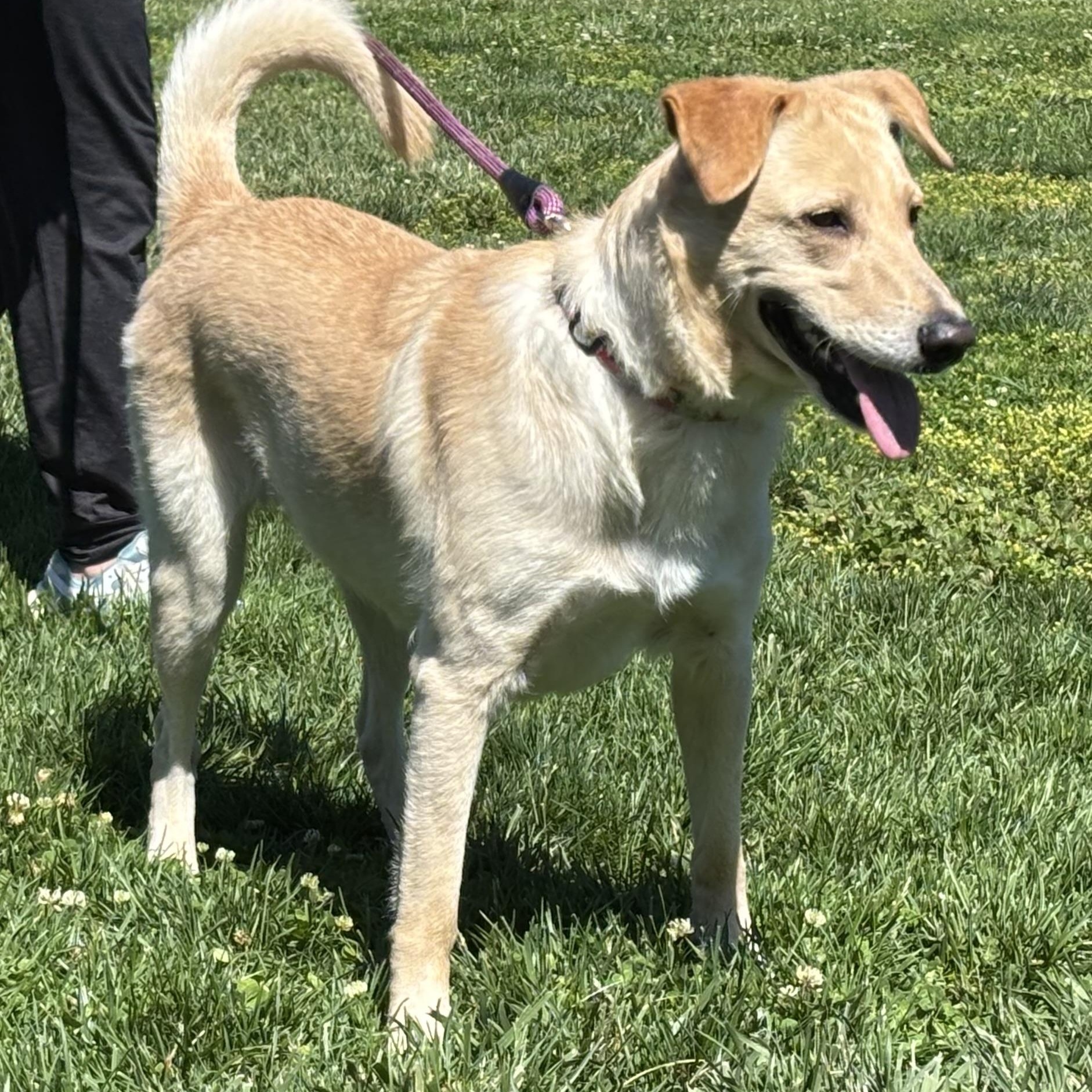 Enlarge Vanilla Bean, a ADOPTABLE mixed breed in San Francisco, CA image 6/6