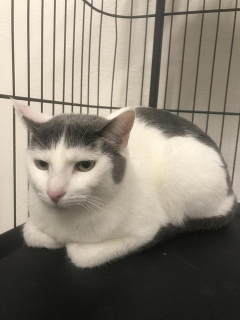 Enlarge Dollie, a Adoptable mixed breed in Thousand Oaks, CA image 1/1