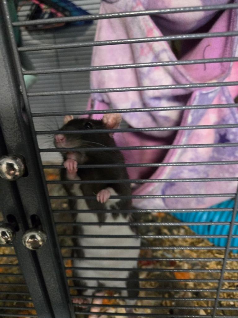 Highland, Adoptable, Young Female Rat.