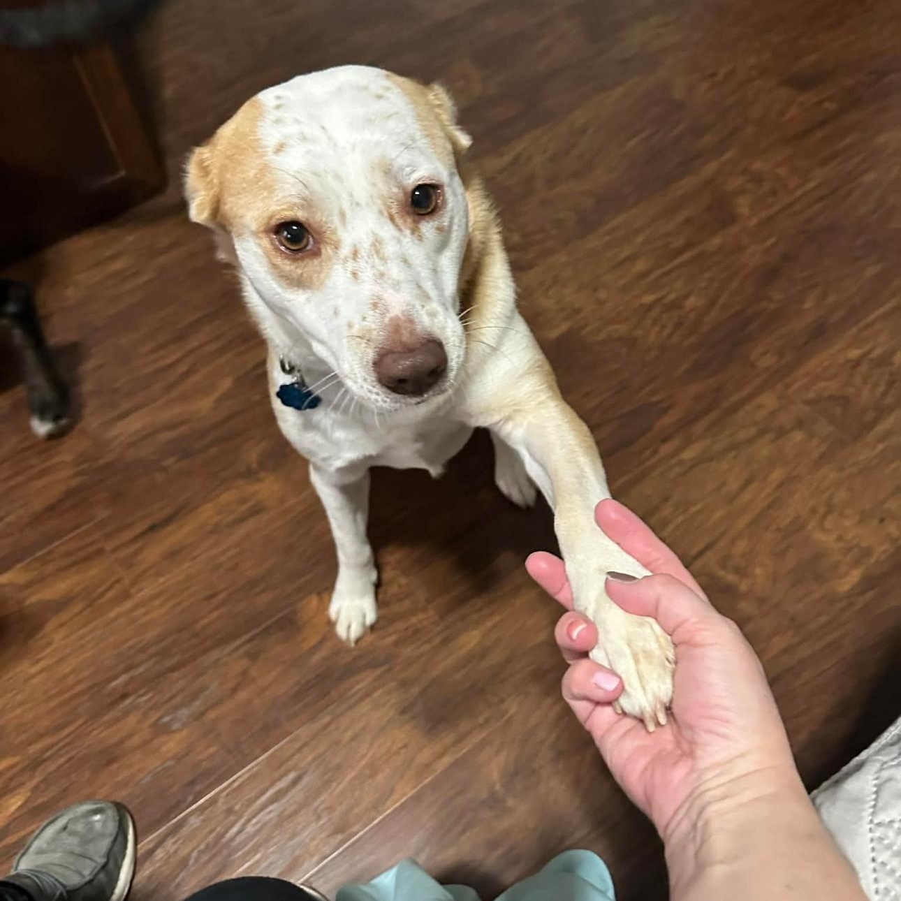 Enlarge Sally Sue, a Adoptable Mixed Breed in Bloomington , IN image 4/4