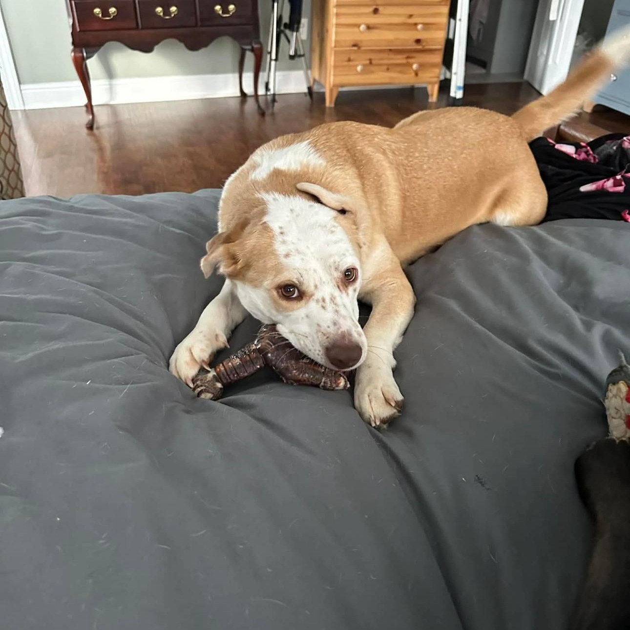 Enlarge Sally Sue, a Adoptable Mixed Breed in Bloomington , IN image 2/4